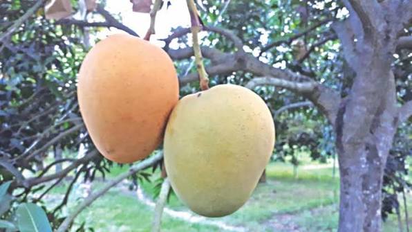 Khirsapat Mango (Himsagar)